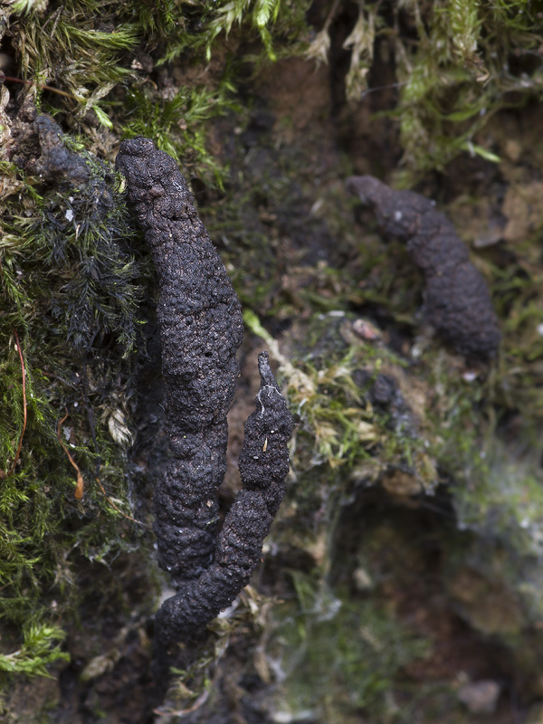 Xylaria digitata